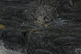Polished Stromatolite (Alcheringa) Slab - Billion Years #180091-1